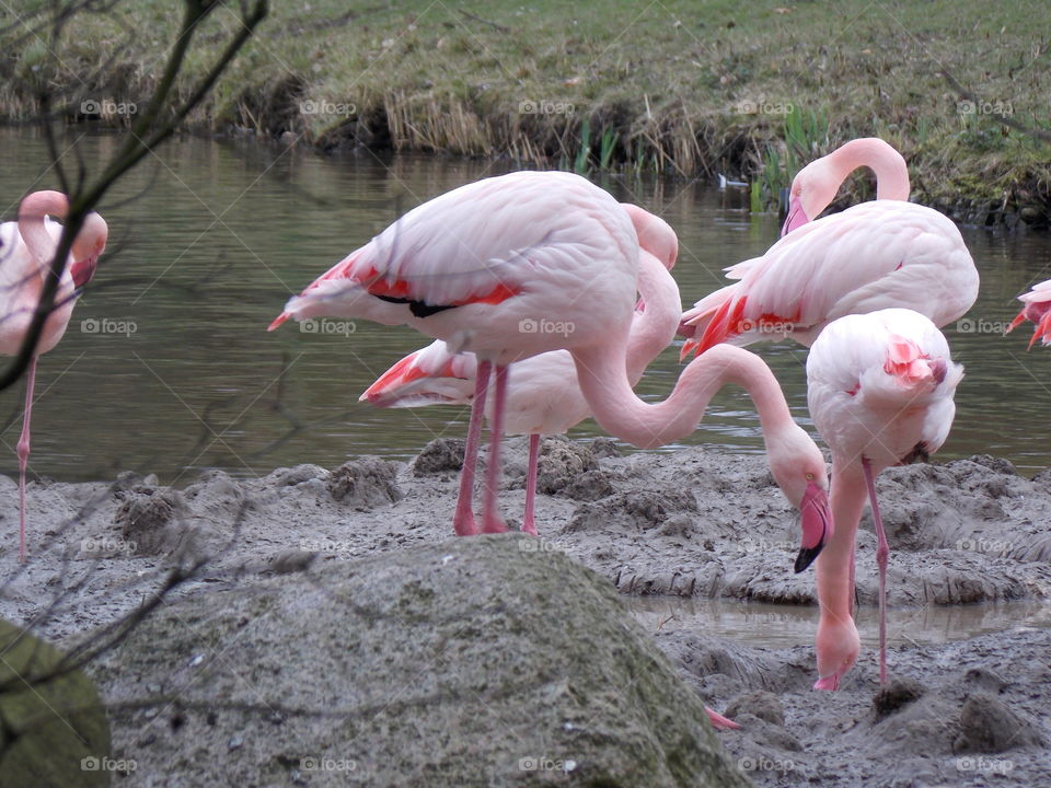 Flamingos