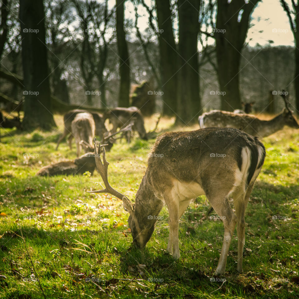 A beautiful deer in the park. Richmond park in London. Sweet animal portrait.