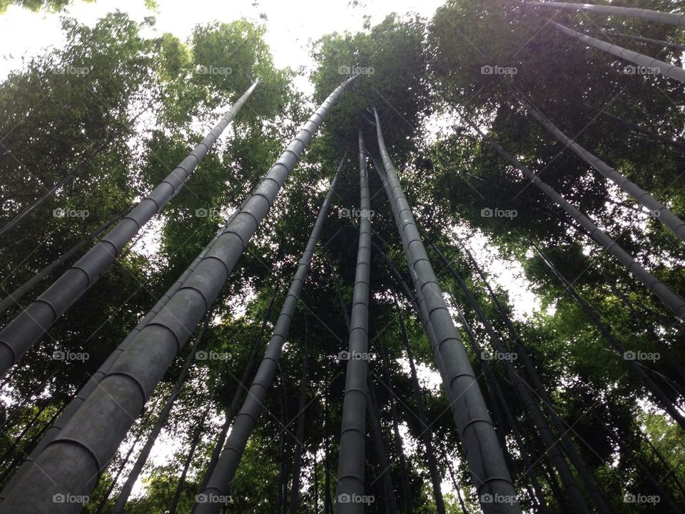 Arashiyama Bamboo Forrest Kyoto