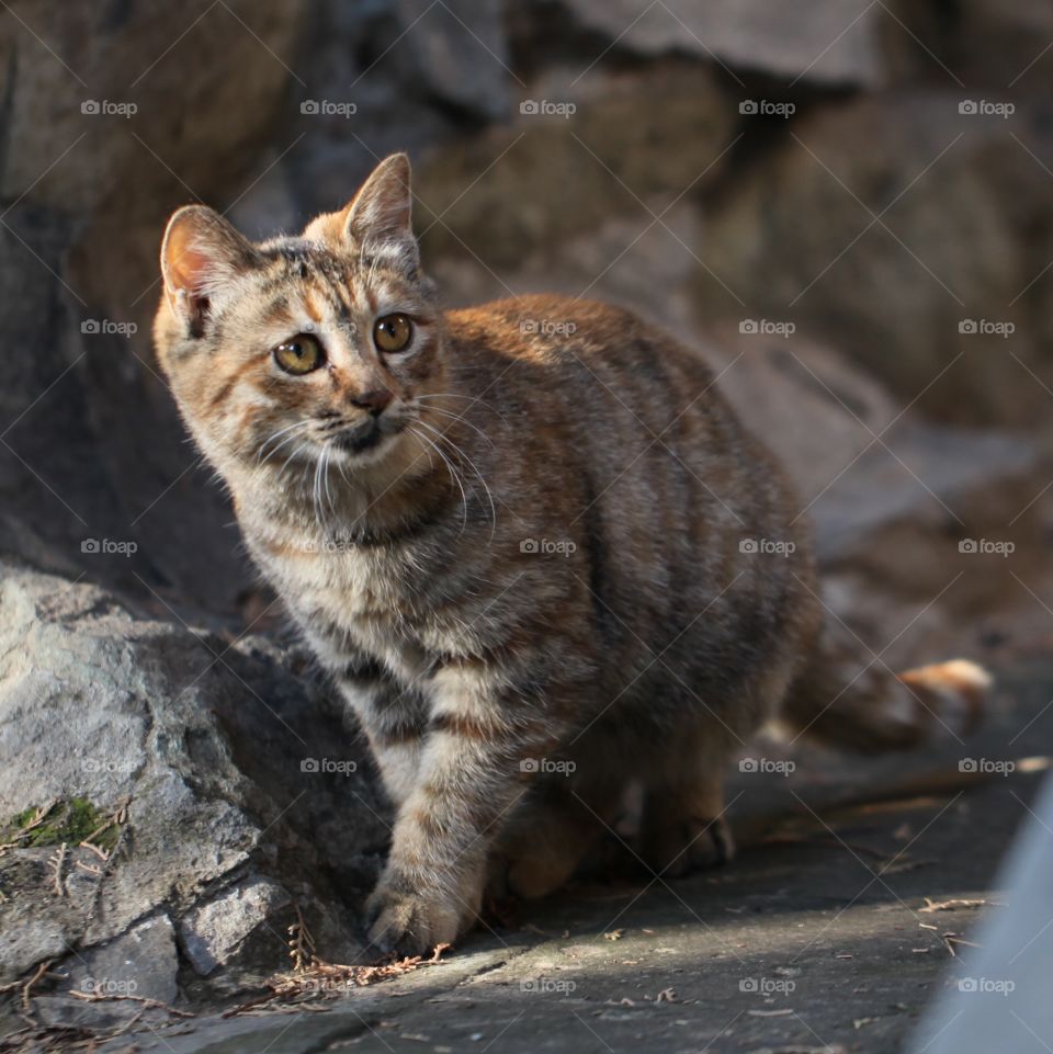 Close-up of a tabby cat