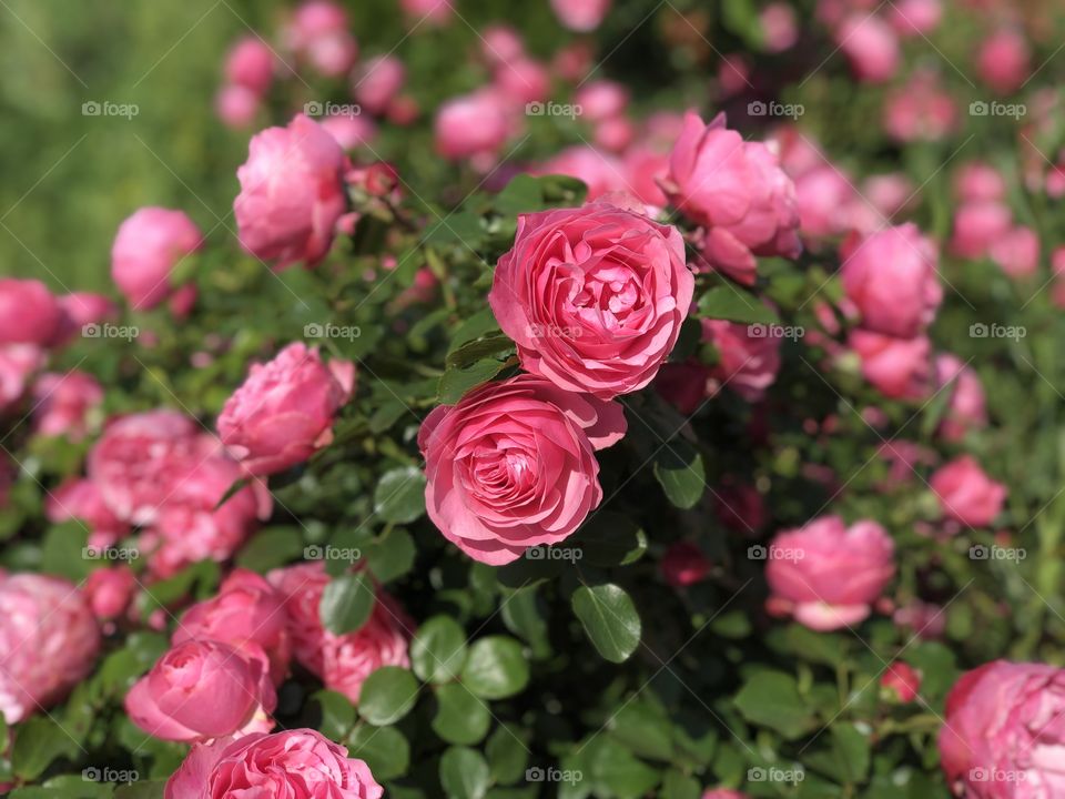 Pink roses