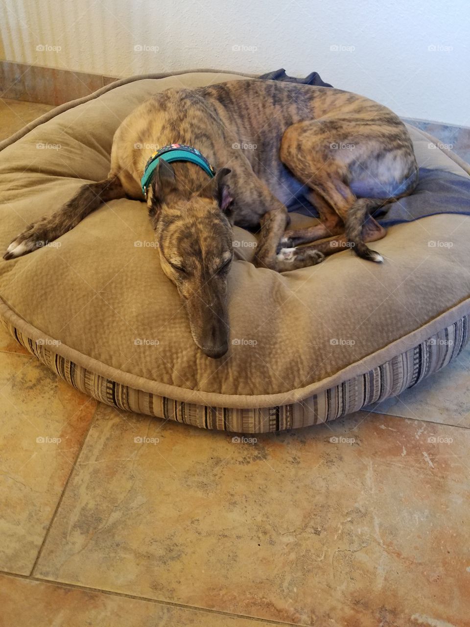 Greyhound relaxing in a comfortable bed with his eyes closed.