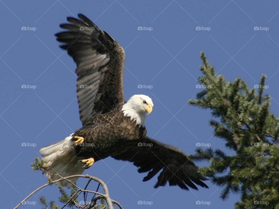 eagle, flying, hunting, predator, bird, outside,