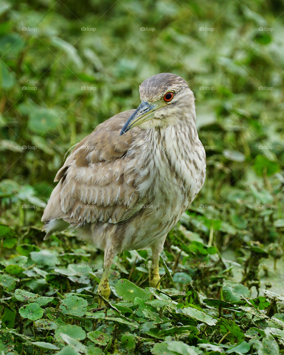 Juvenile black crowned night heron