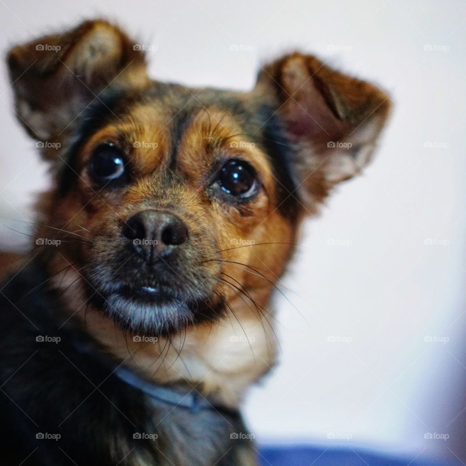 Pet portrait