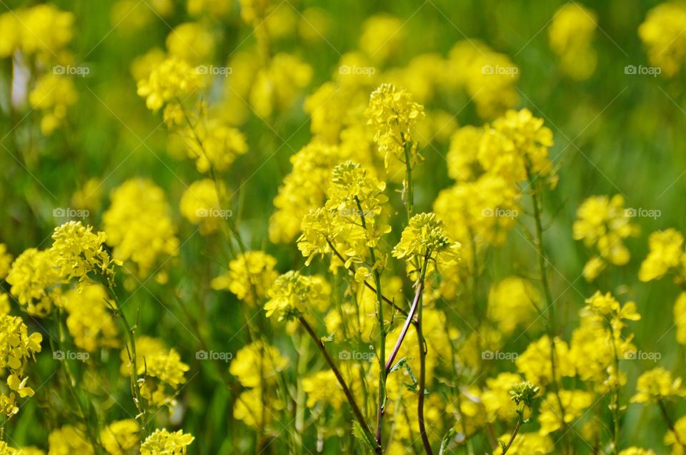 close up of a field of yellow flowers in full bloom on a beautiful spring day