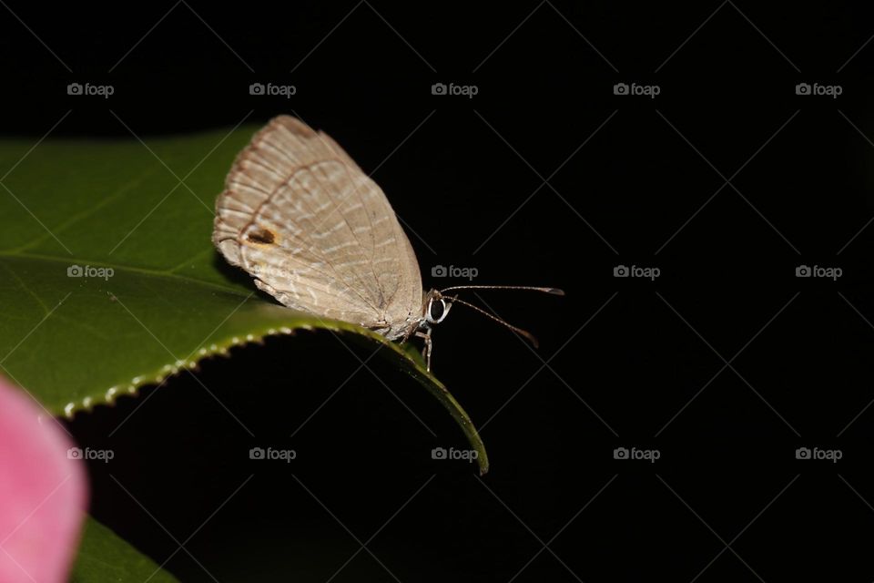 Beautiful and cute butterfly