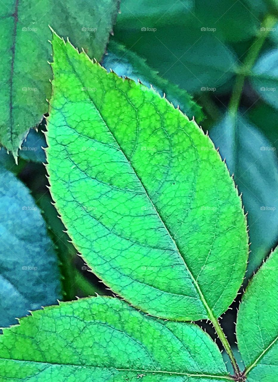 Rose leaf 