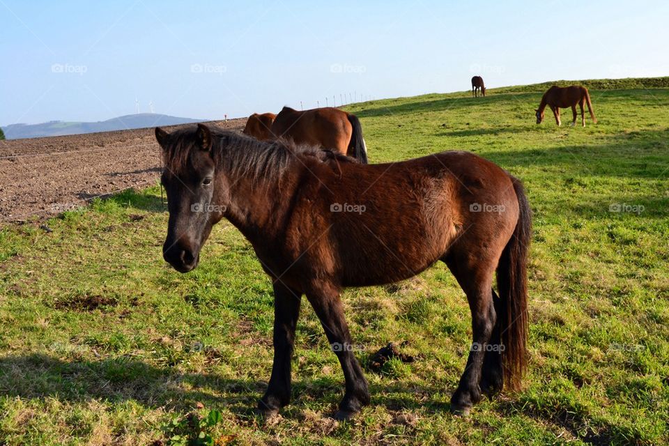 Horses grazing in a green field