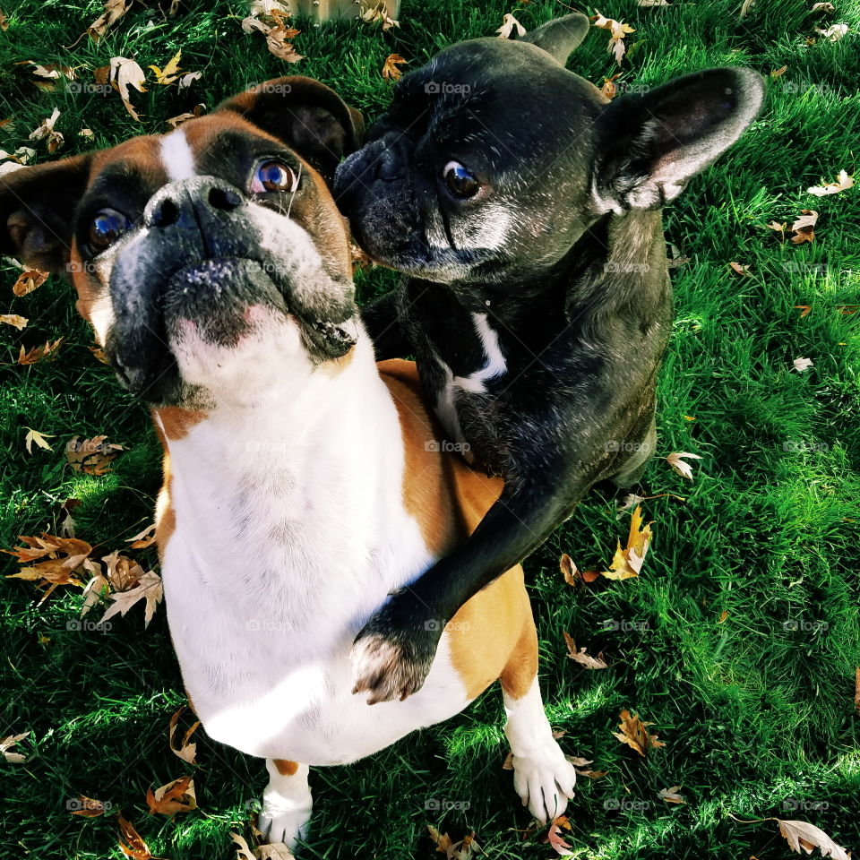 Dog, Cute, Canine, Animal, Mammal