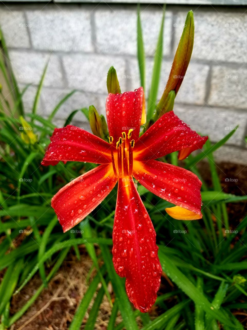 lily after the rain