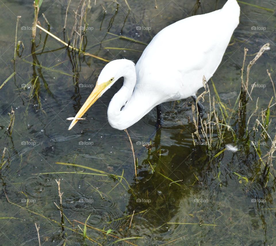 white heron fishing in the river