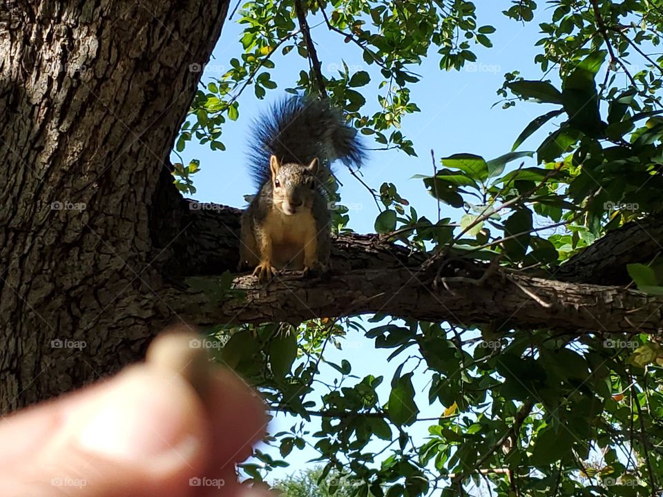 Urban wildlife:  squirrel at city park