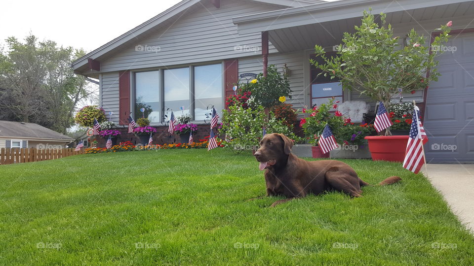 Chocolate Lab laying in yard on the Fourth of July and flowers