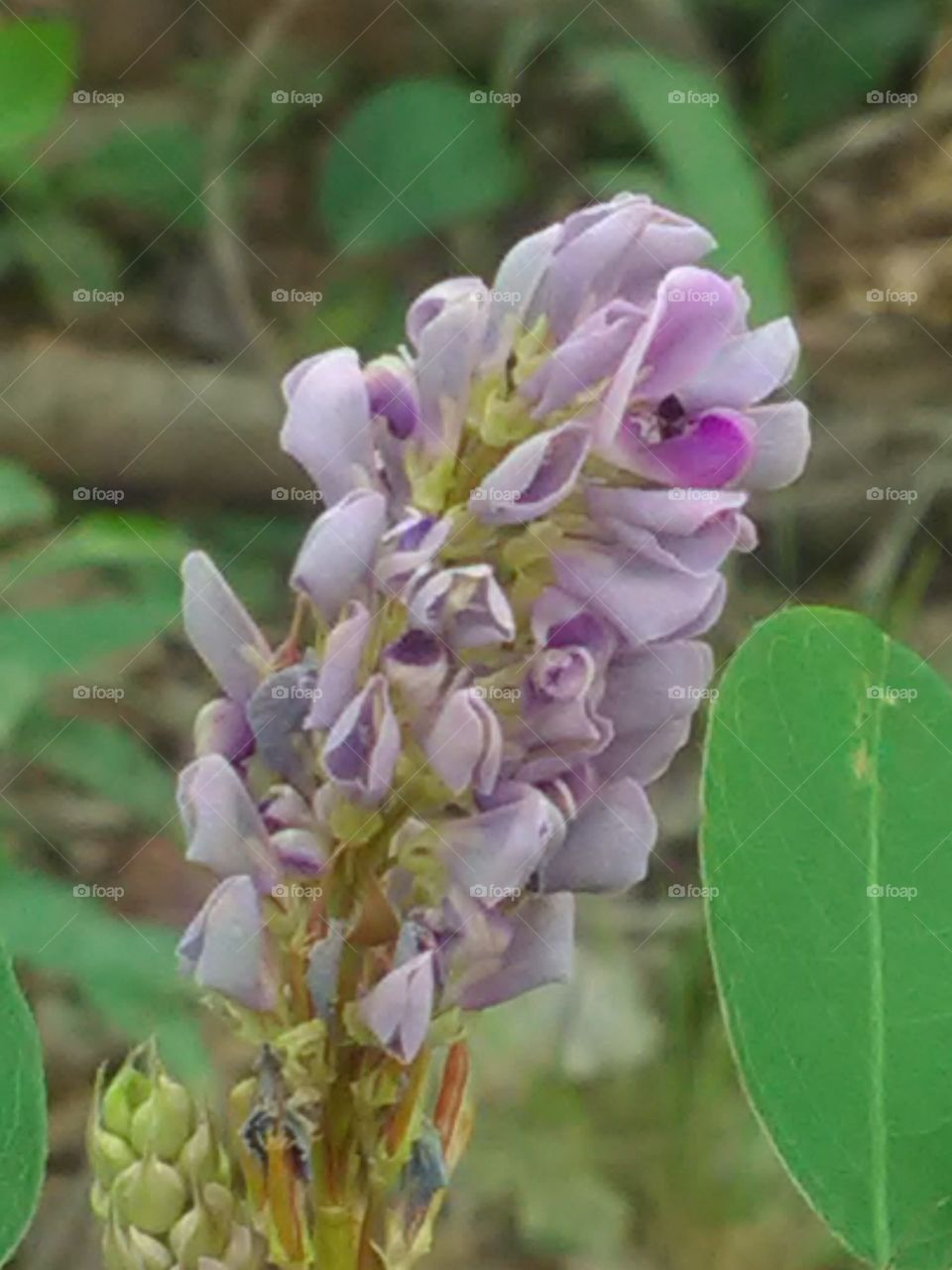 These flowers are very beautiful in purple, it is one of the flower species found in the forest.