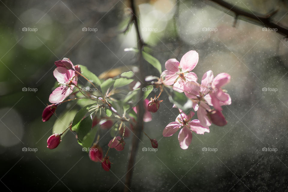 Blossom branch of crabapple at sunny day