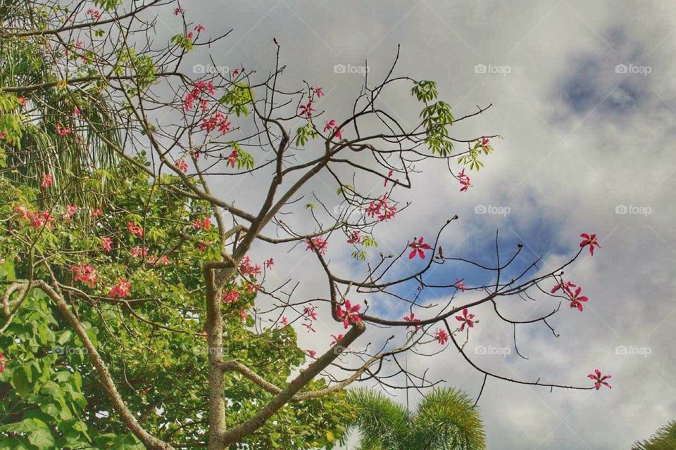 Flowered tree. Pretty pink flowers on a tree