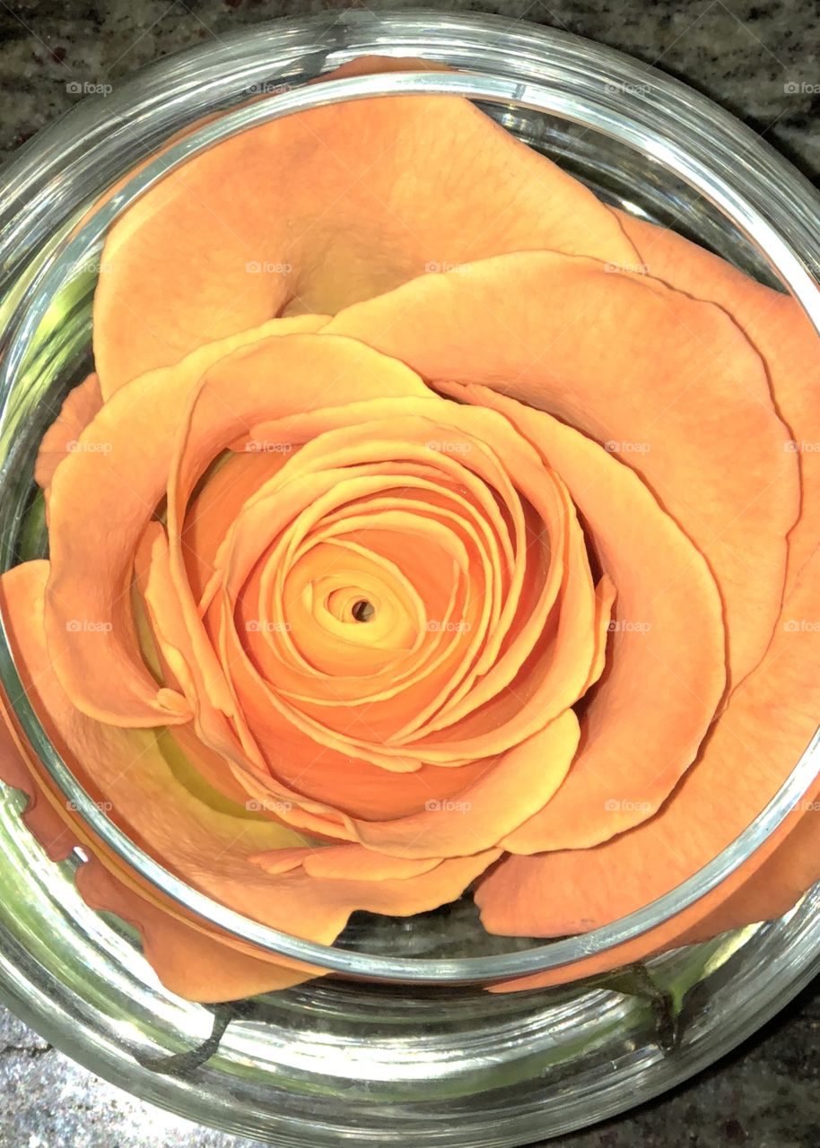 Orange rose