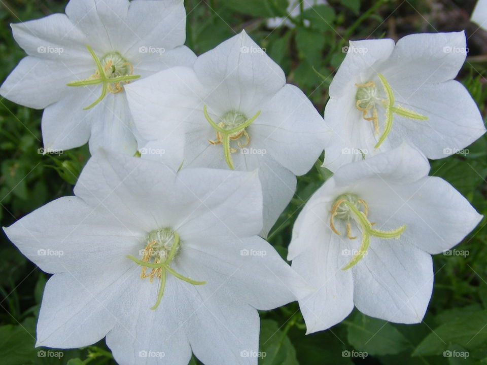 Five white flowers