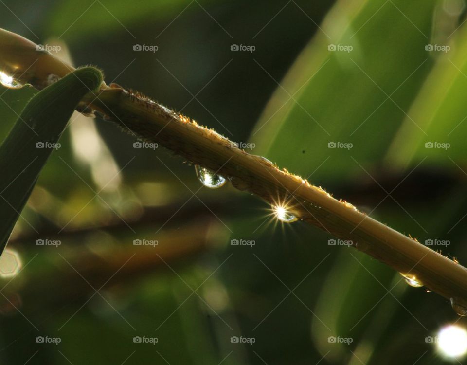 Dew drops on branch