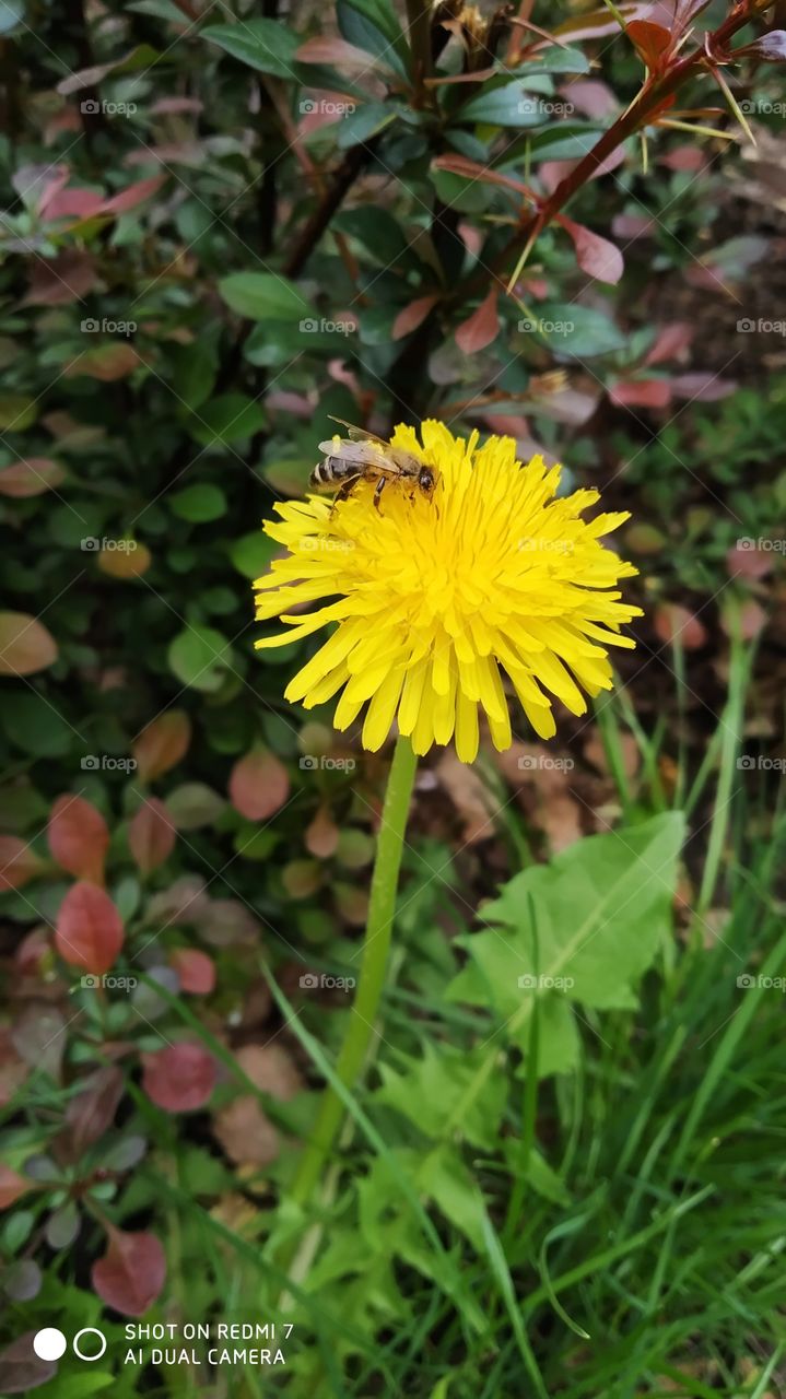 dandelion