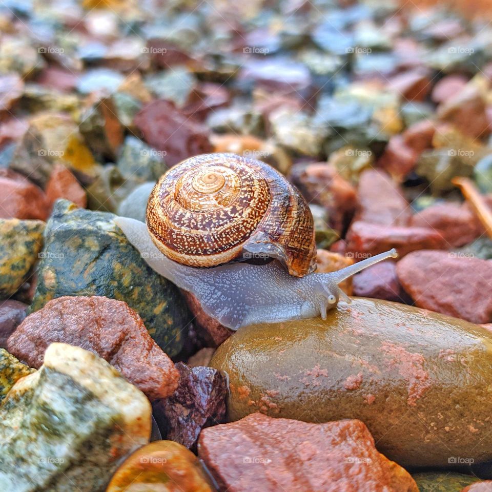 A snail taking a walk in a rainy day !