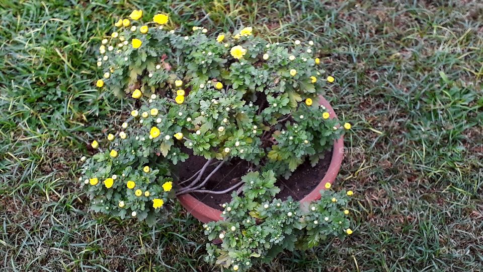 Yellow flowers