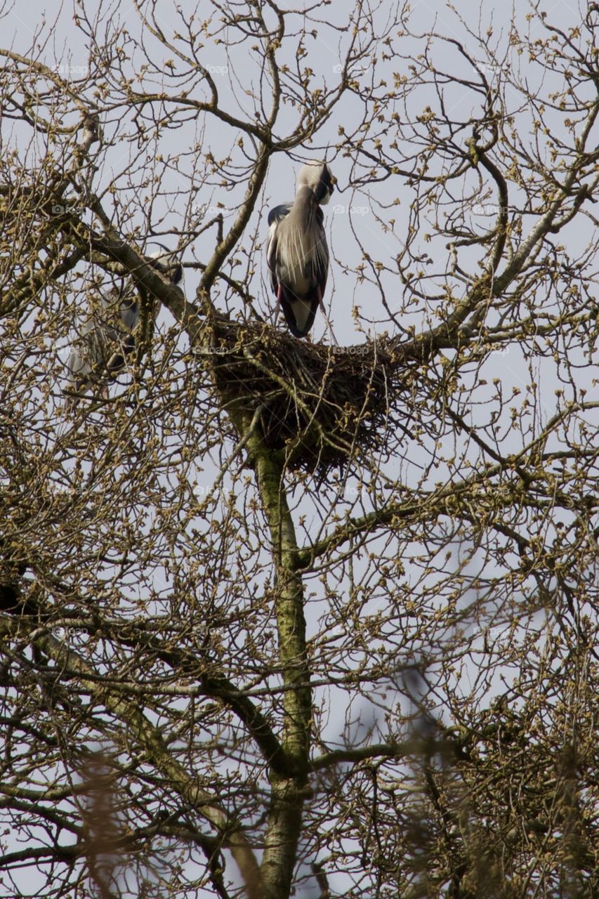 Low angle view of heron perching on tree branch