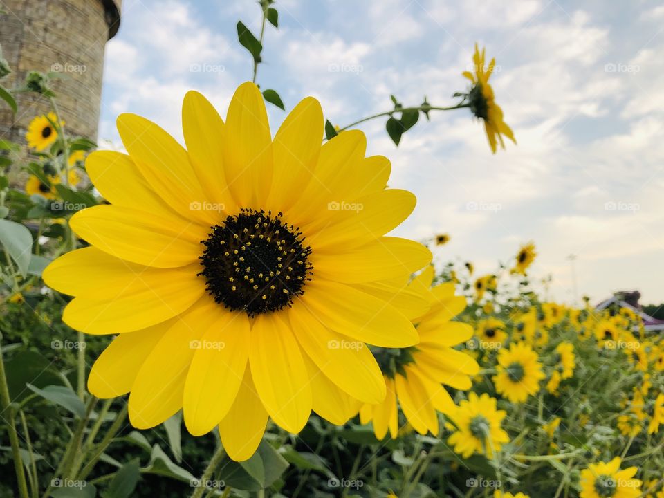 Sunflower to brighten your day!