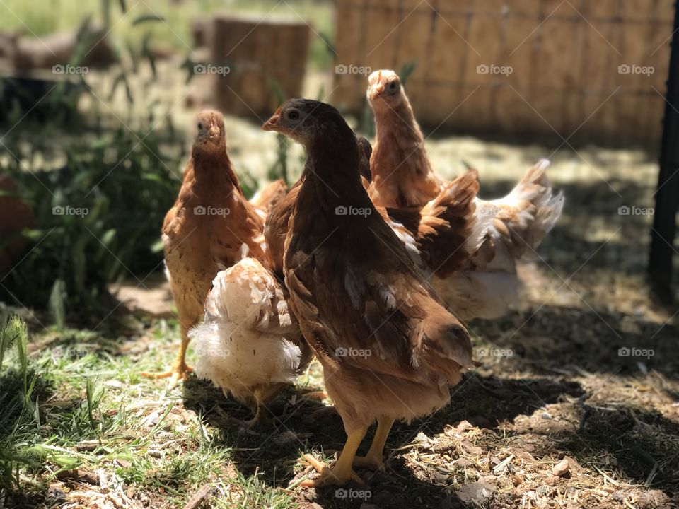 Little ladies! Our baby hens are exploring. 