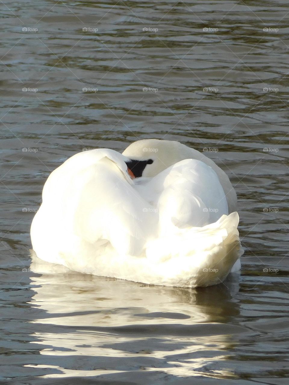 Swan