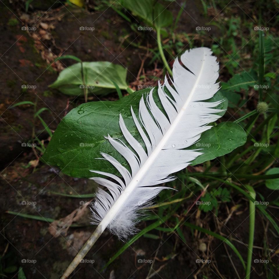 Feather white