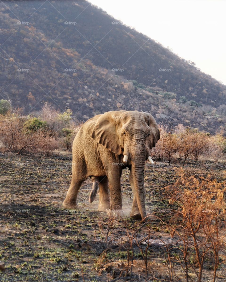 Must Male elephant