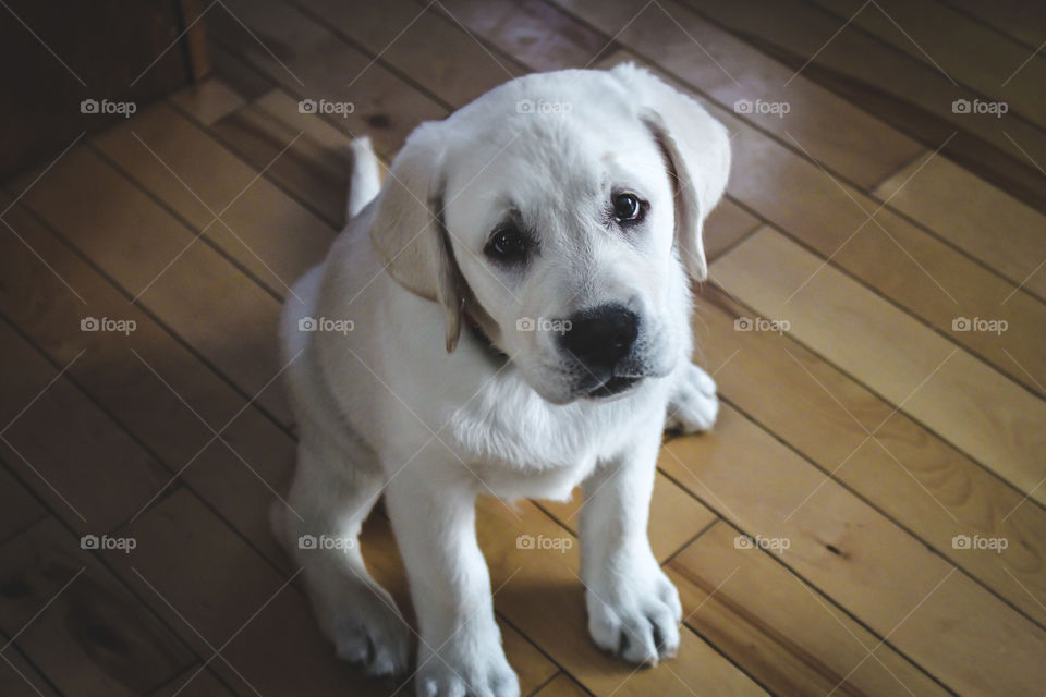 Why so sad, pup?