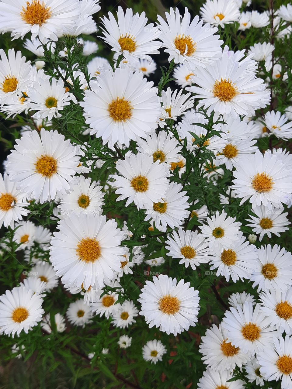 white flowers of autumn aster