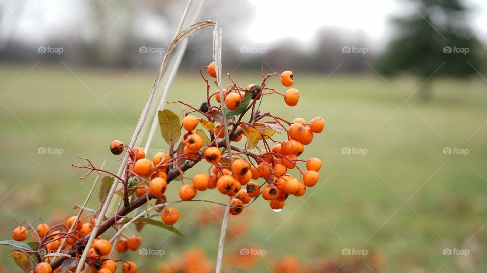 Macro fruit