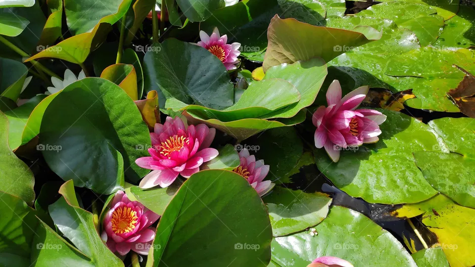 Nymphaea tetragona