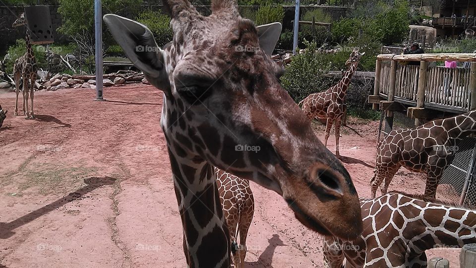 Giraffe looking for food.