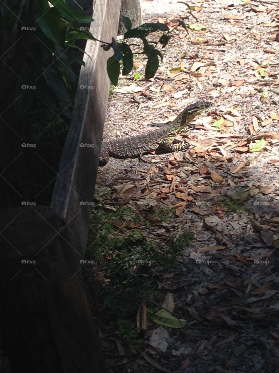 Lizard spotted on Fraser Island