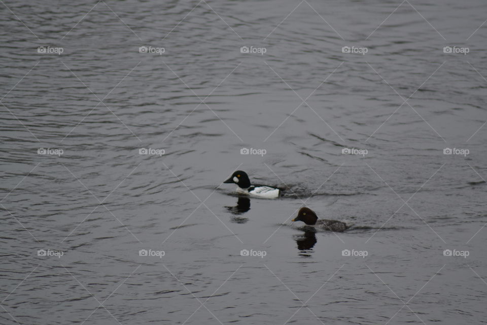 Birds on water