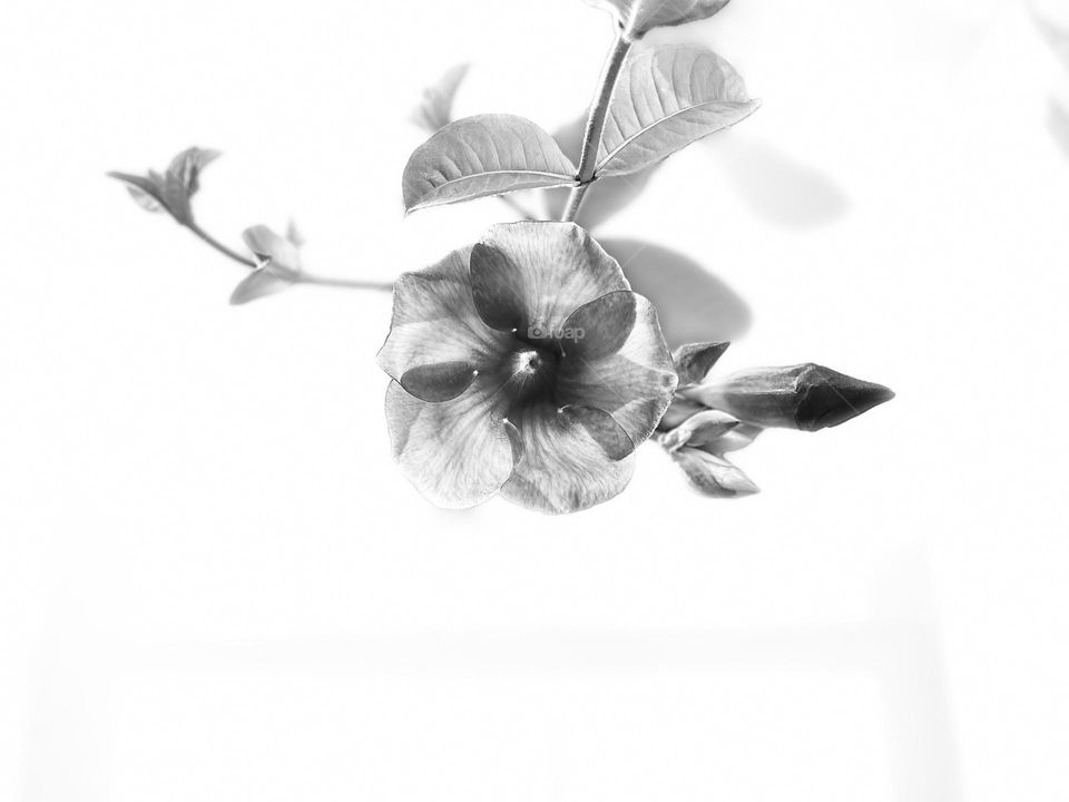 Floral photography - allamanda - monochromatic 