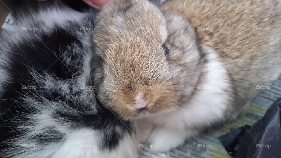Bunny. cute little bunny.