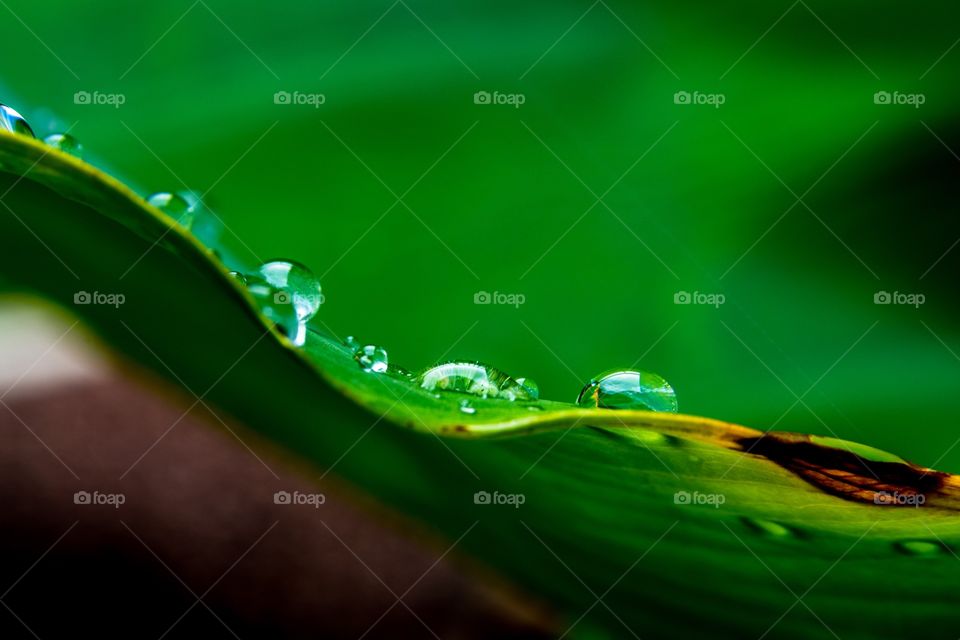 Horizontal photo of rain drops on the edge of a green leaf