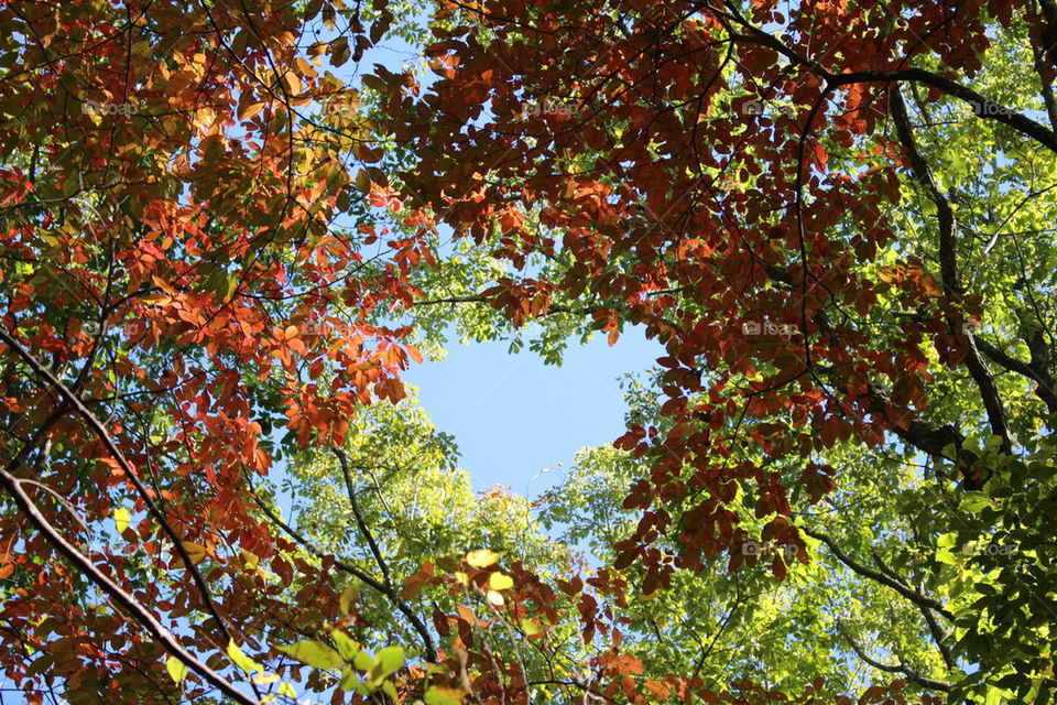 Heart shaped branches