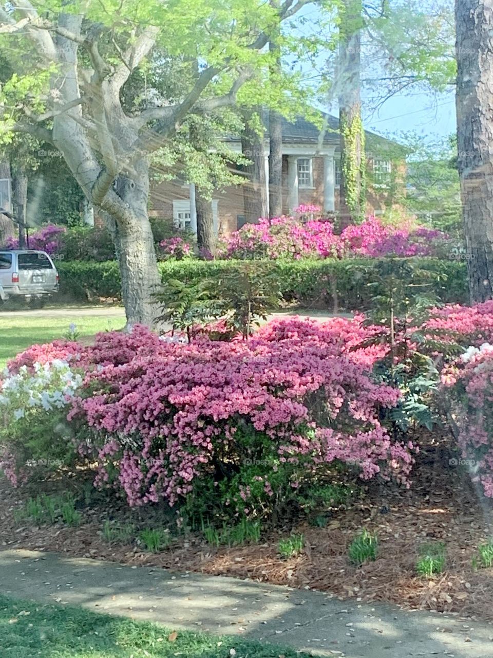 Azaleas 