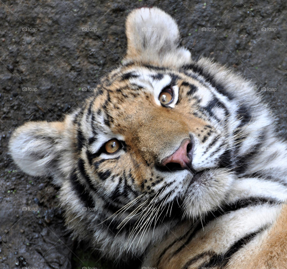 Tiger face close up