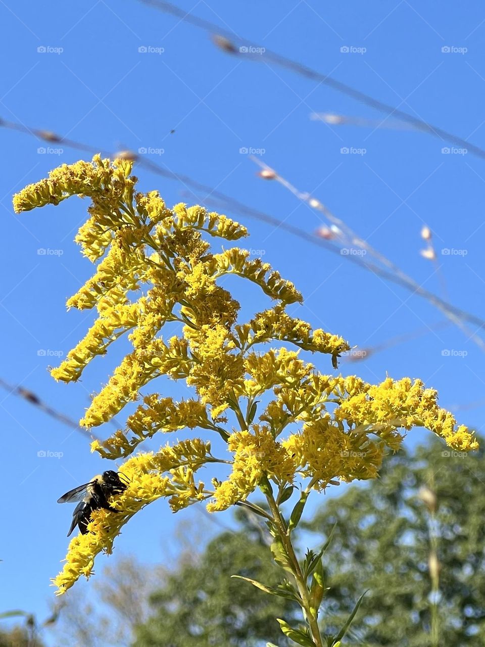 Autumn colors. A busy bumblebee eats from yellow flowers blowing in the wind 🐝