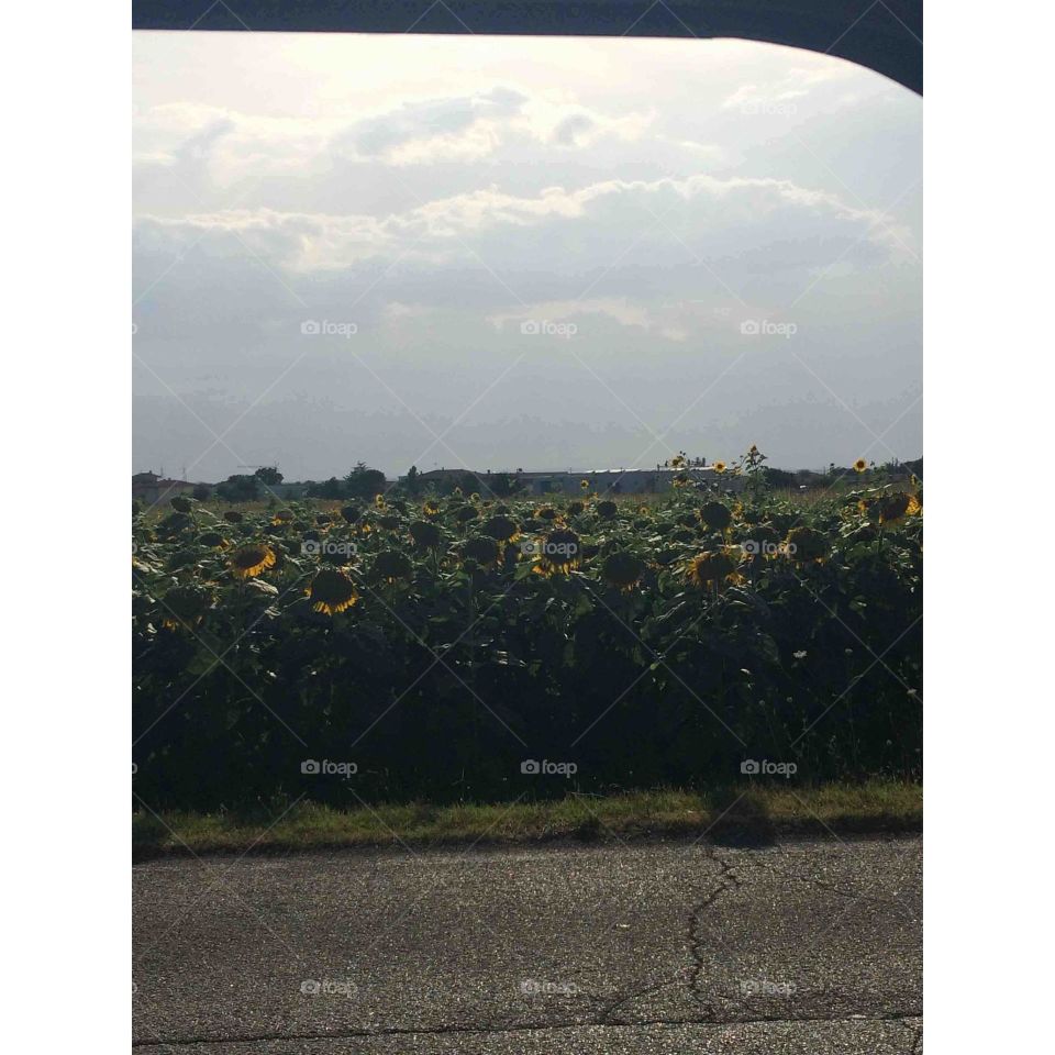 Sunflowers 