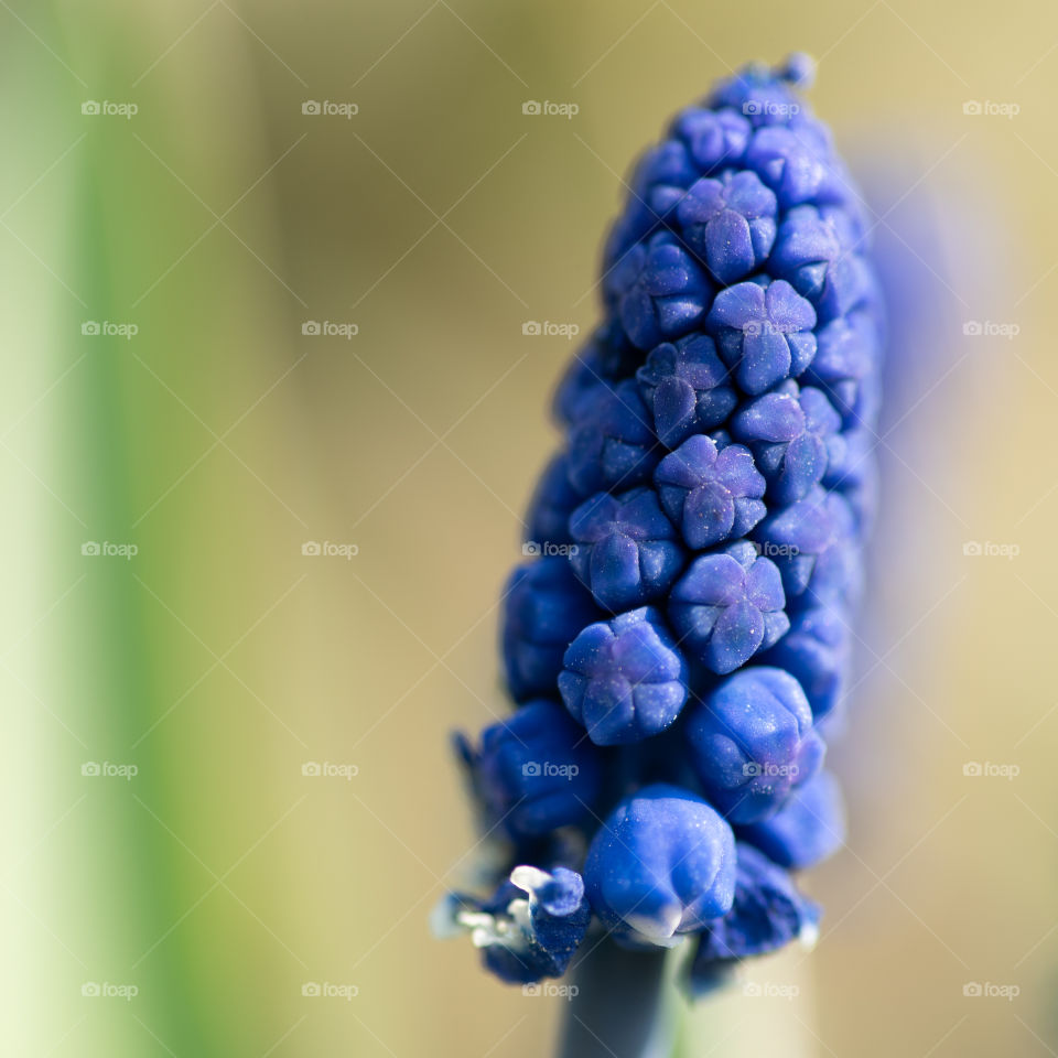 Muscari flower close up