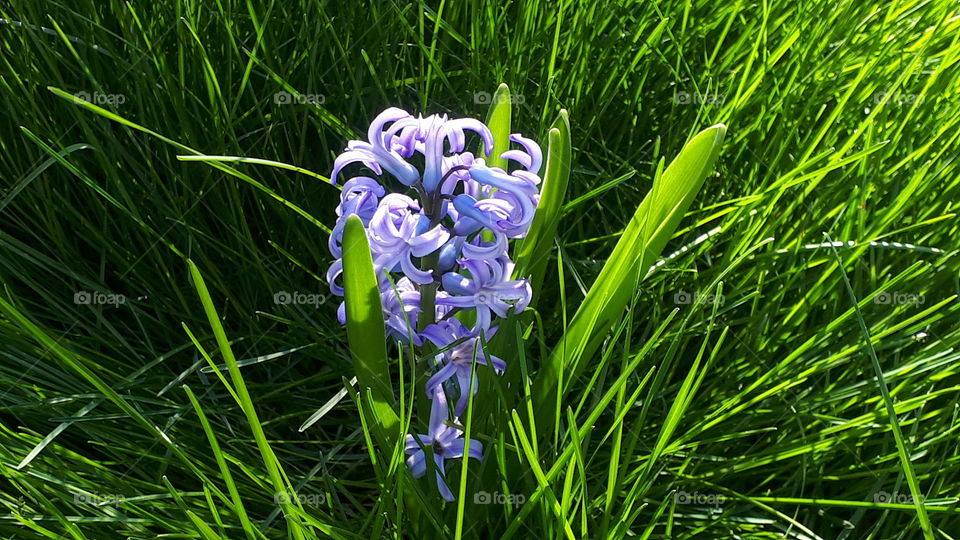 A Hyacinth growing up in the lawn.